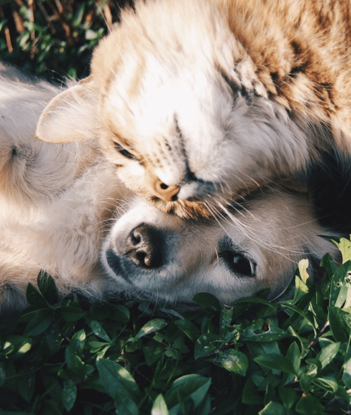 pet-splash-2